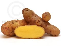 BAMBERGER H�RNCHEN