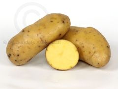 EXQUISA