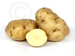 ORA