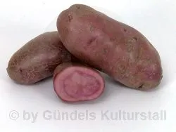 ROTE EMMALIE
