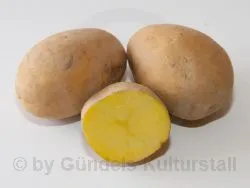 MELIA - Krautf�uleresistent