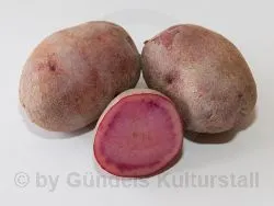 MULBERRY BEATUTY