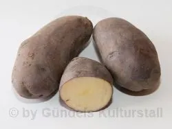 RUSSISCHE SCHWARZE