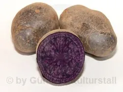 VIOLETTA