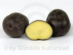 VOGTL�NDISCHE BLAUE