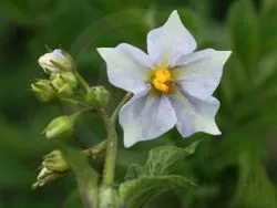 VOGTL�NDISCHE BLAUE