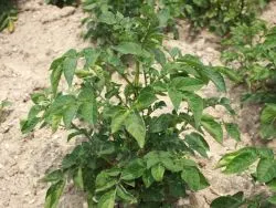 VOGTL�NDISCHE BLAUE