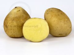 Legekartoffeln fr den Garten, ungewaschen
