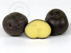 VOGTL�NDISCHE BLAUE