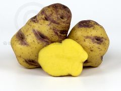 Legekartoffeln fr den Garten, ungewaschen